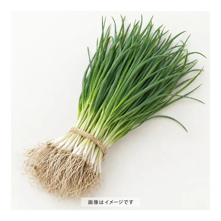 【予約販売】玉葱苗 50本の商品画像